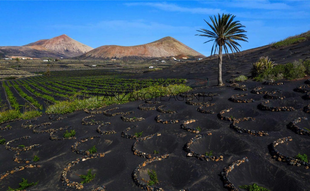 Investment Opportunity Rural Hotel in the Winery District, La Geria in Lanzarote