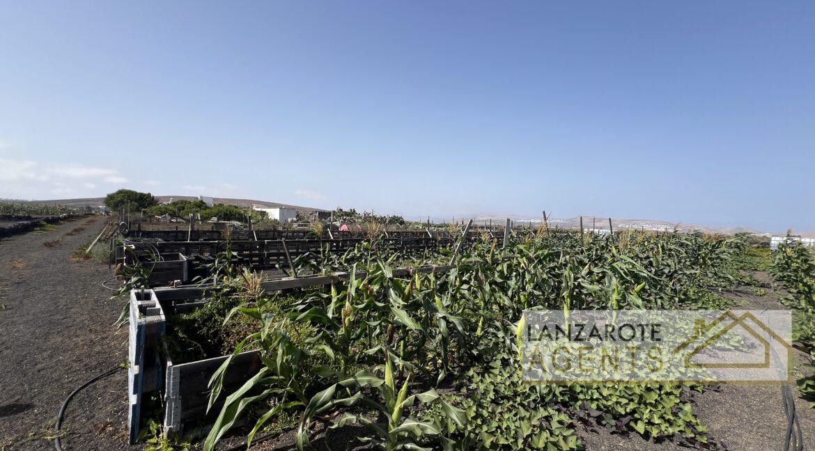 Playa Blanca - Lanzarote Agents 0003